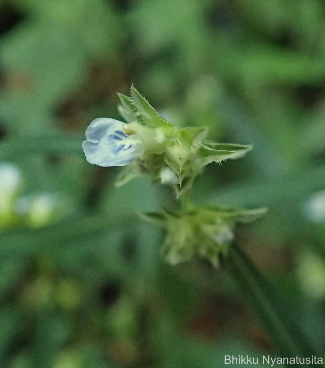 Rungia pectinata (L.) Nees